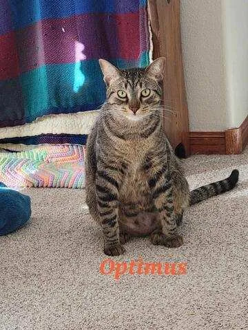 Optimus Prime thumbnail 4