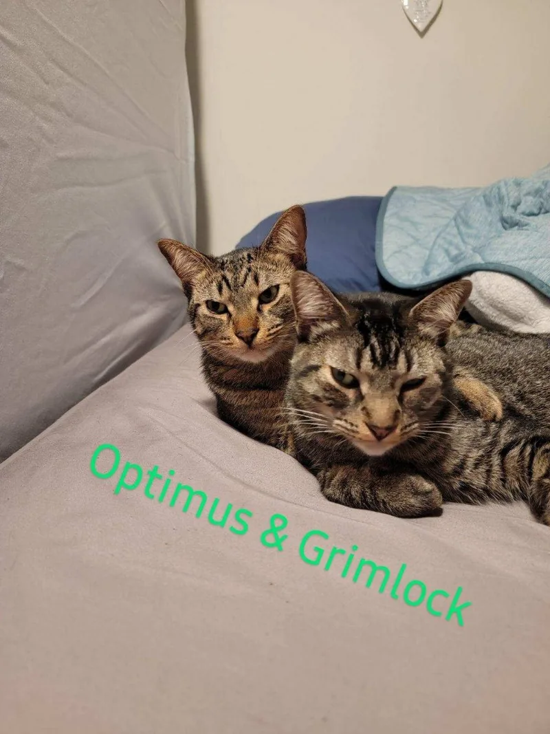 Optimus Prime thumbnail 6