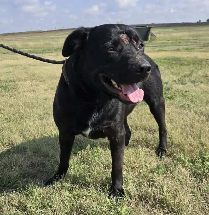 An adult large-sized male Black Labrador Retriever dog named Augustus for adoption in Larned, KS