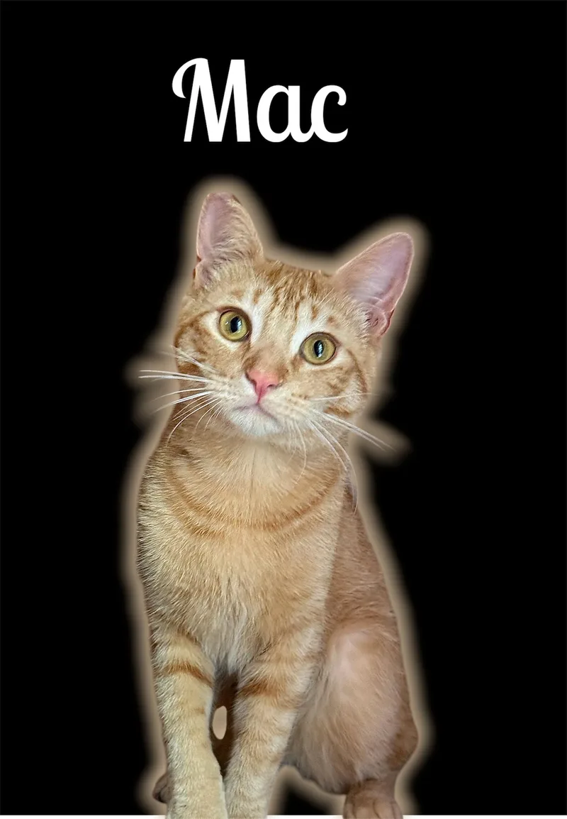 An adult medium-sized male Tabby (Orange / Red) Domestic Short Hair cat named Easy Mac n Cheesy for adoption in Auburn, CA