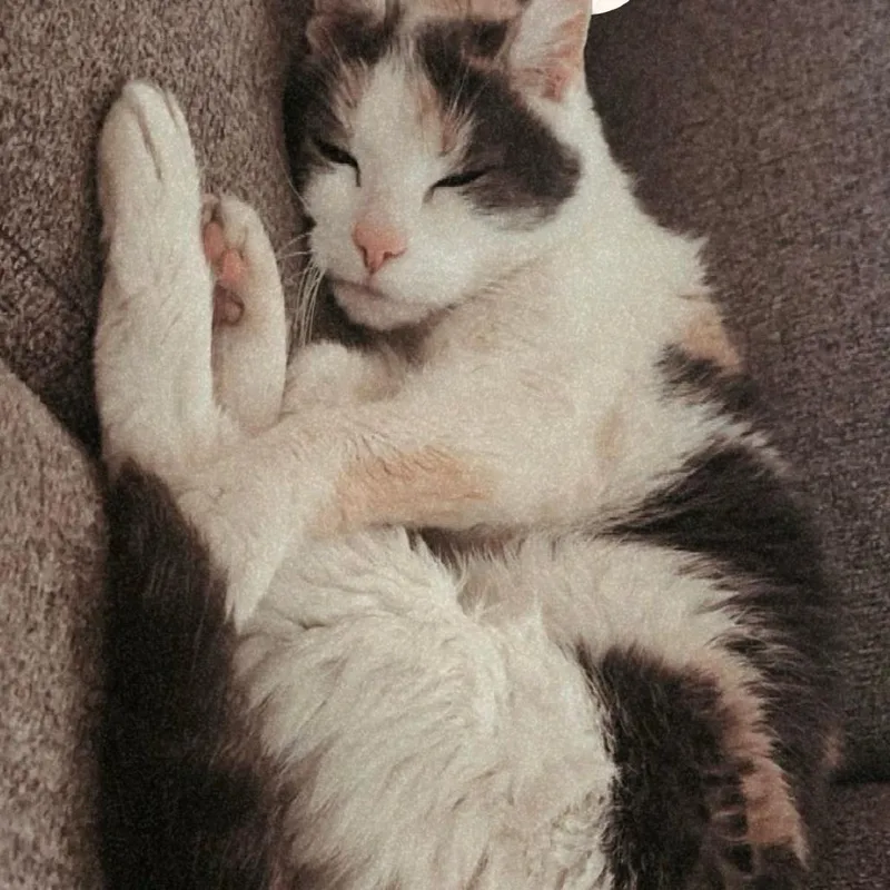 A senior small-sized female Calico Domestic Short Hair cat named Angel for adoption in Lynchburg, VA