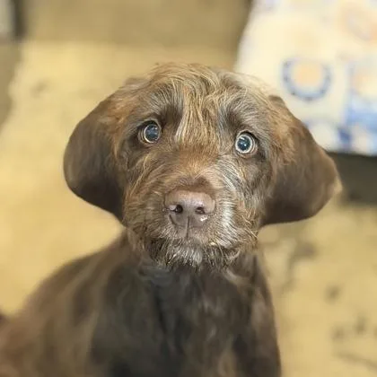 A baby medium-sized male Brussels Griffon dog named Tugboat for adoption in Sacramento, CA