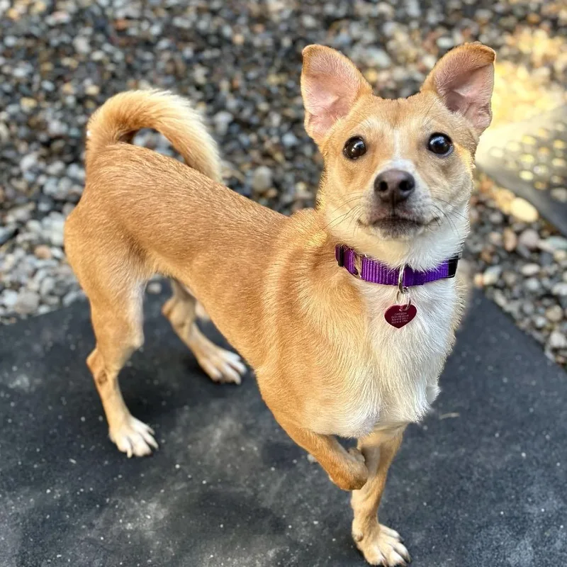 An adult small-sized male Red / Chestnut / Orange Chihuahua dog named Aries for adoption in Portland, OR