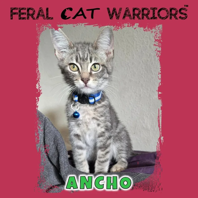 A baby small-sized male Gray / Blue / Silver Domestic Short Hair cat named Ancho for adoption in Kingman, AZ