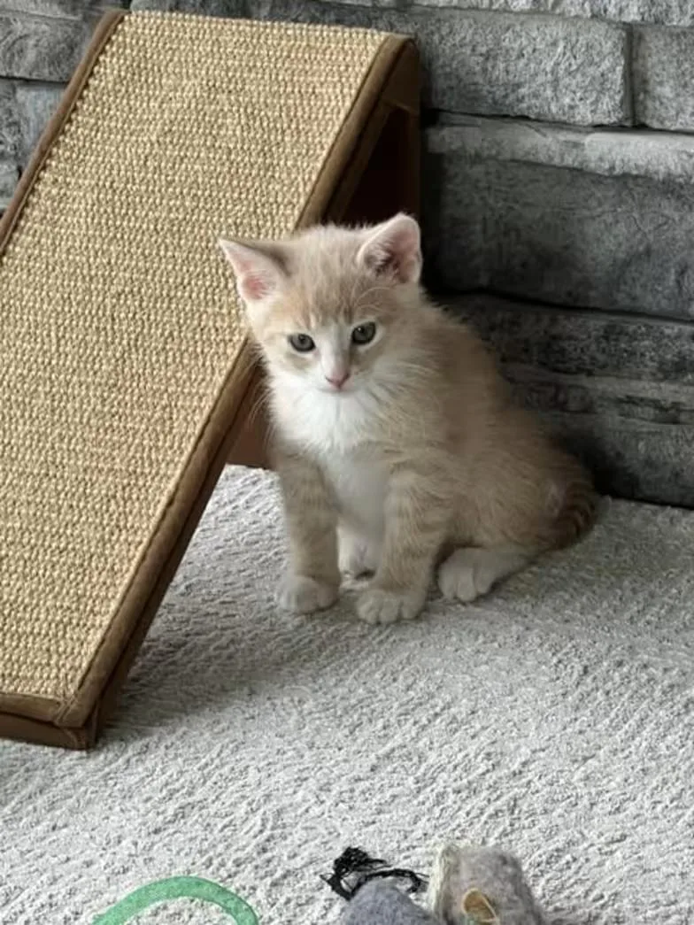 A baby medium-sized male Gray / Blue / Silver Domestic Short Hair cat named Earl Grey for adoption in Findlay, OH
