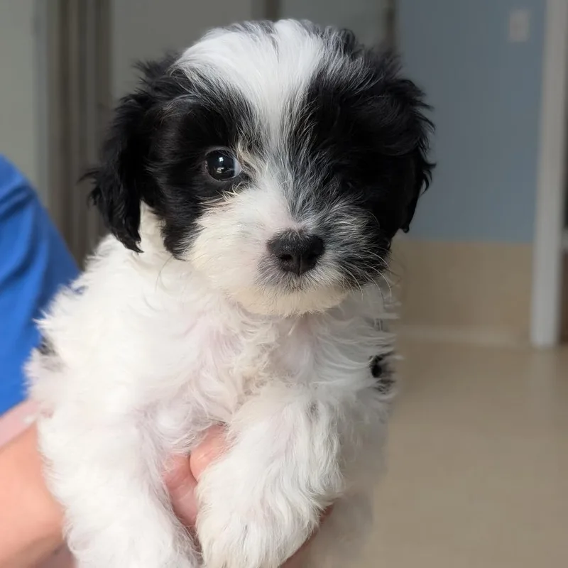 A baby small-sized male Black Shih Tzu dog named Woody for adoption in Deerfield, IL