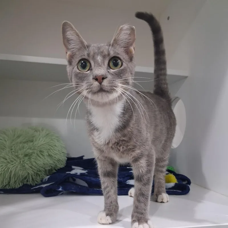 A young small-sized male Gray / Blue / Silver Domestic Short Hair cat named Ben for adoption in Elizabeth City, NC