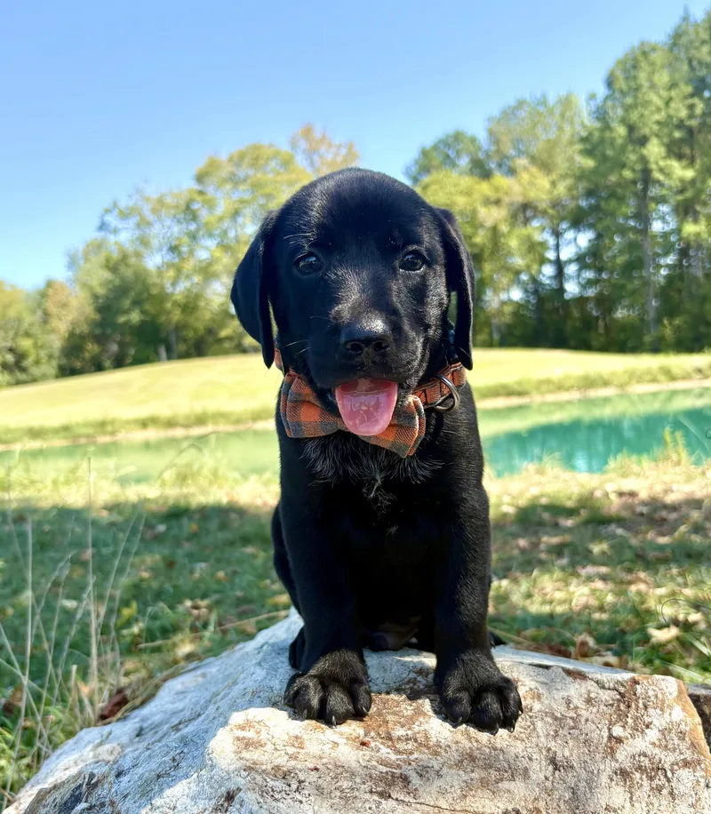 A baby medium-sized male Black Labrador Retriever dog named Monopoly for adoption in Pittsboro, NC
