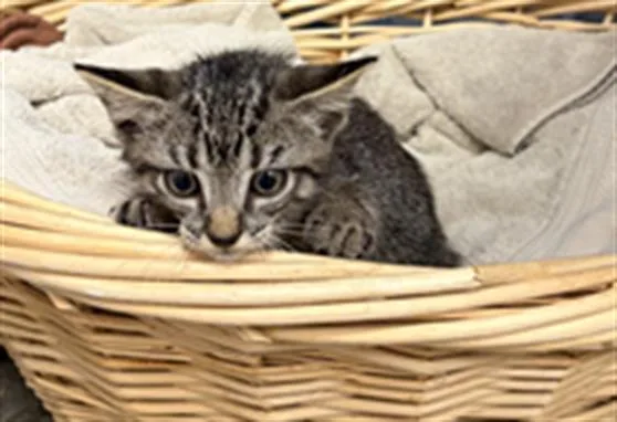 A baby small-sized female Domestic Short Hair cat named Roo for adoption in Rosenberg, TX