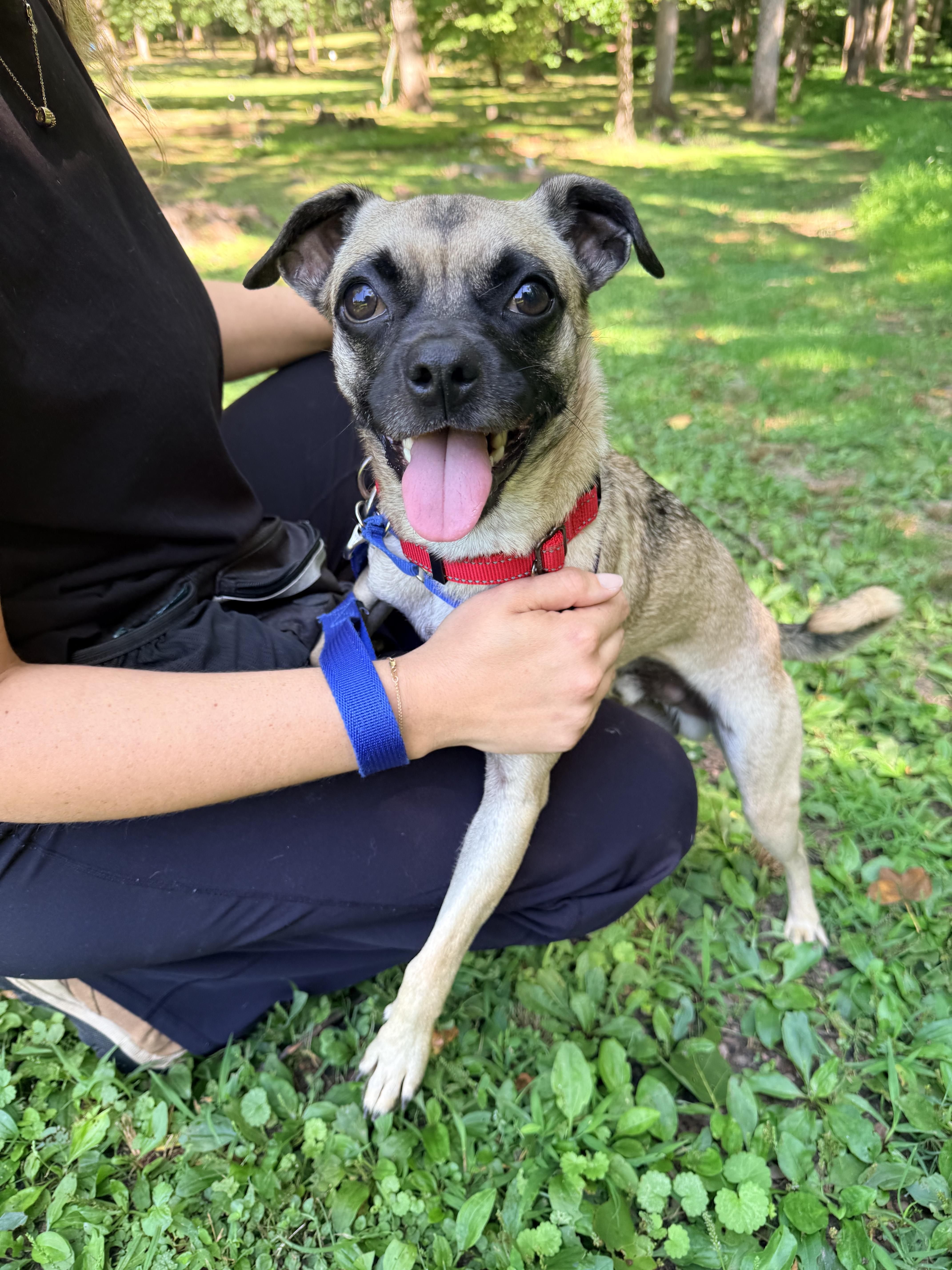 An adult small-sized male Yellow / Tan / Blond / Fawn Pug dog named Brooks for adoption in Reisterstown, MD