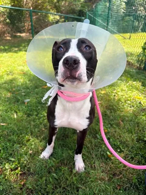 A young small-sized female Pit Bull Terrier dog named Venus for adoption in Saint Peters, MO