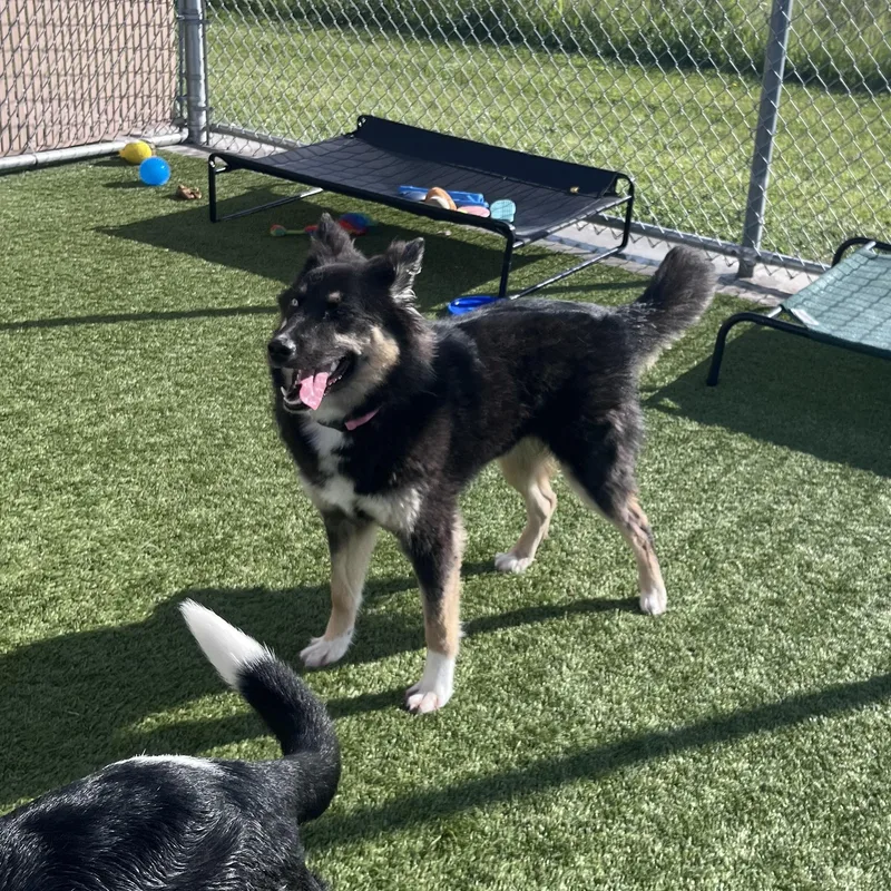 A baby medium-sized female Tricolor (Brown, Black, & White) Husky dog named Shelby for adoption in Liberty, MO