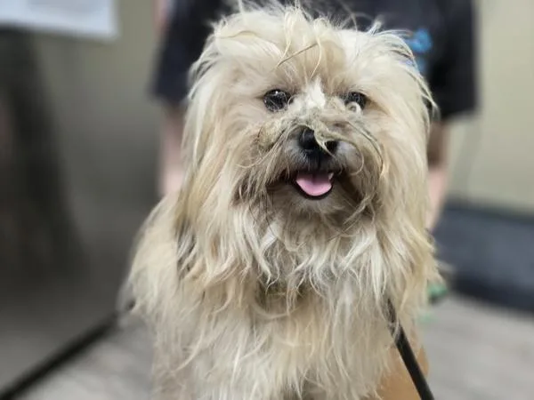 An adult small-sized male Yorkshire Terrier dog named Crunchy for adoption in Oceanside, CA