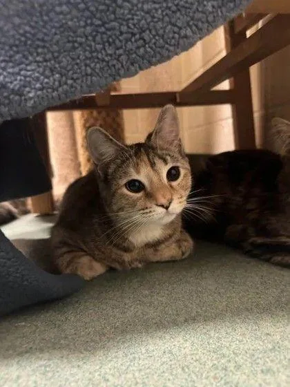 An adult small-sized female Torbie Domestic Short Hair cat named Emmie for adoption in Williamsport, PA