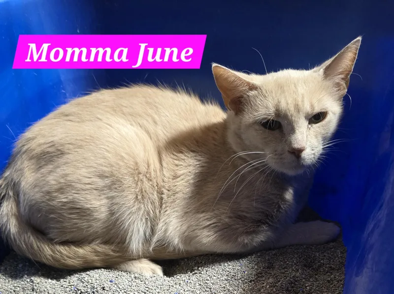 A young medium-sized female Buff / Tan / Fawn American Shorthair cat named Momma June for adoption in Buena Vista, VA