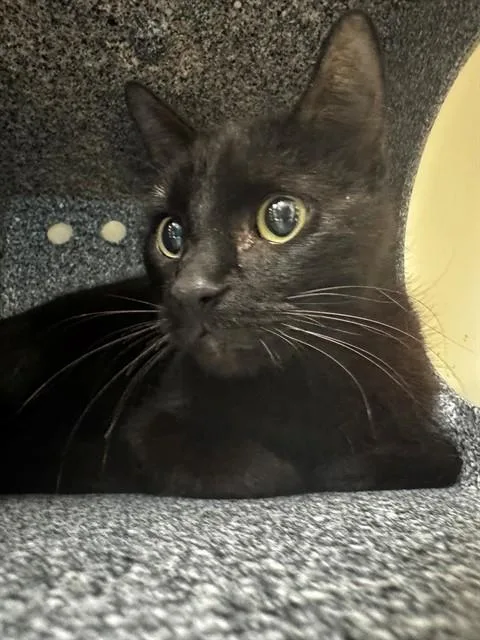 A young medium-sized male Domestic Short Hair cat named Robert for adoption in Naples, FL
