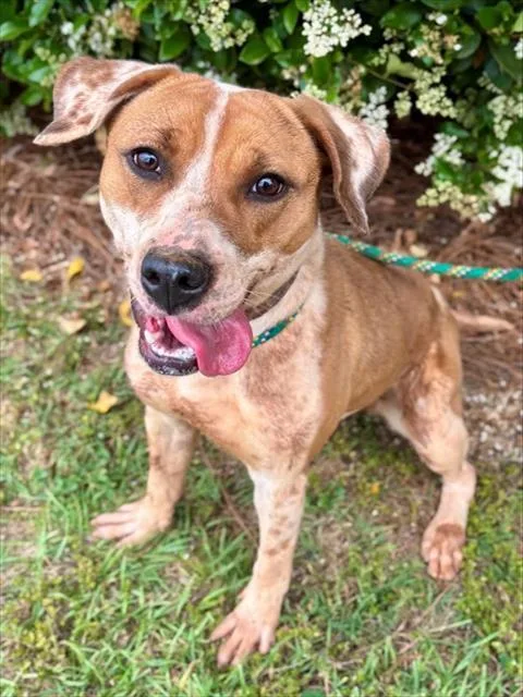 A young medium-sized female Labrador Retriever dog named Calliope for adoption in York, SC