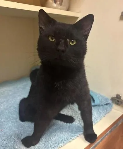 A senior large-sized male Domestic Short Hair cat named Oscar [FIV+] for adoption in Chamblee, GA