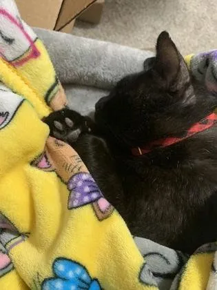 Oscar [FIV+] thumbnail 2