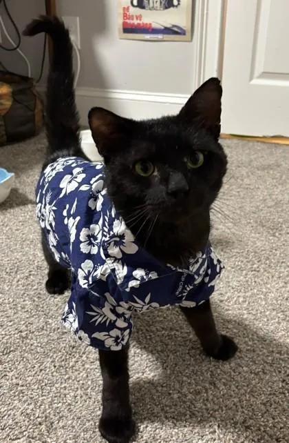 Oscar [FIV+] thumbnail 3