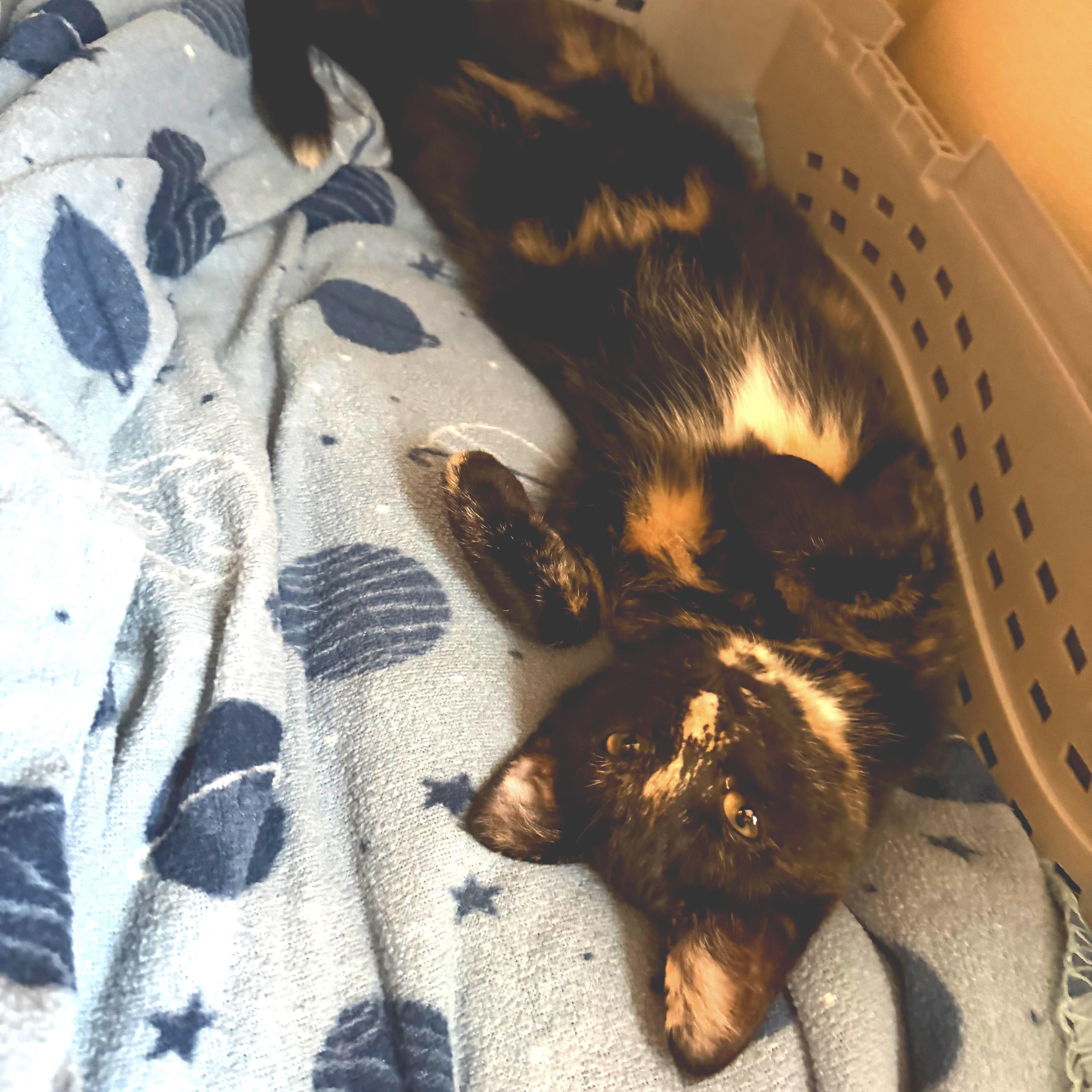 A baby medium-sized female Tortoiseshell cat named Ella for adoption in Wadsworth, IL