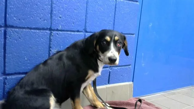 A young small-sized female Beagle dog named Yippie for adoption in Albuquerque, NM