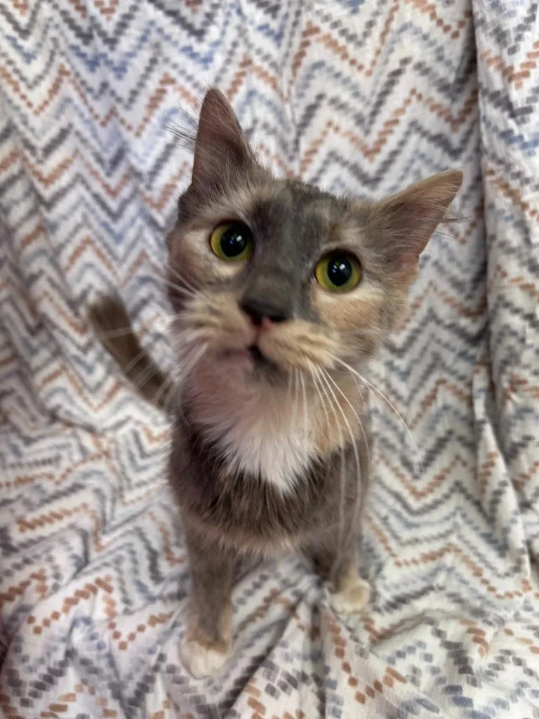 An adult medium-sized female Domestic Short Hair cat named Betty Genes for adoption in Madison, GA