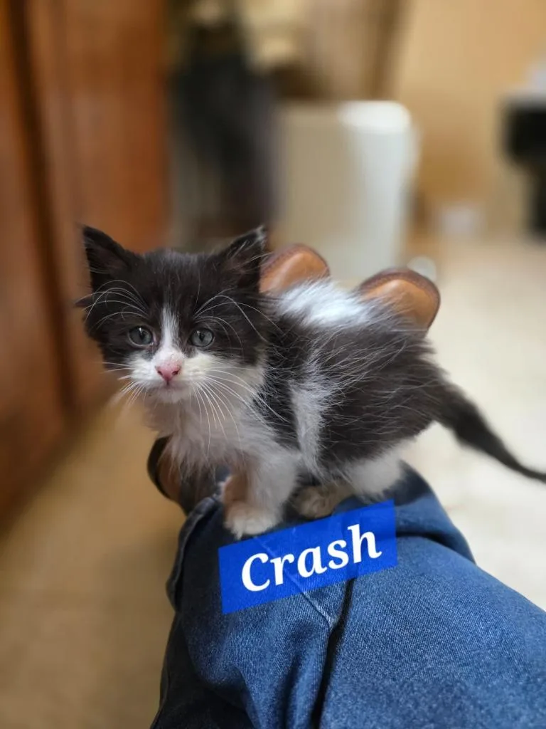 A baby small-sized male Domestic Long Hair cat named Crash for adoption in Madison, GA
