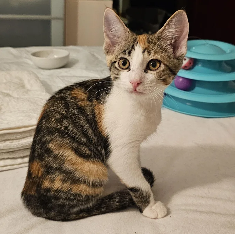 A baby small-sized female Calico Domestic Short Hair cat named Mikan for adoption in Ridgefield, CT