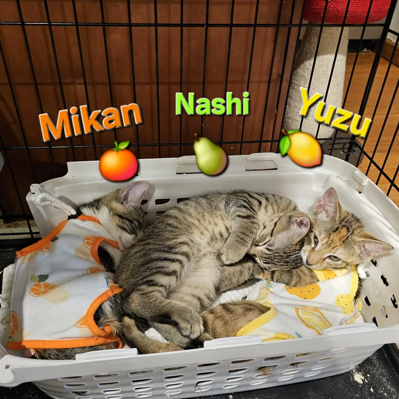 Mikan thumbnail 5