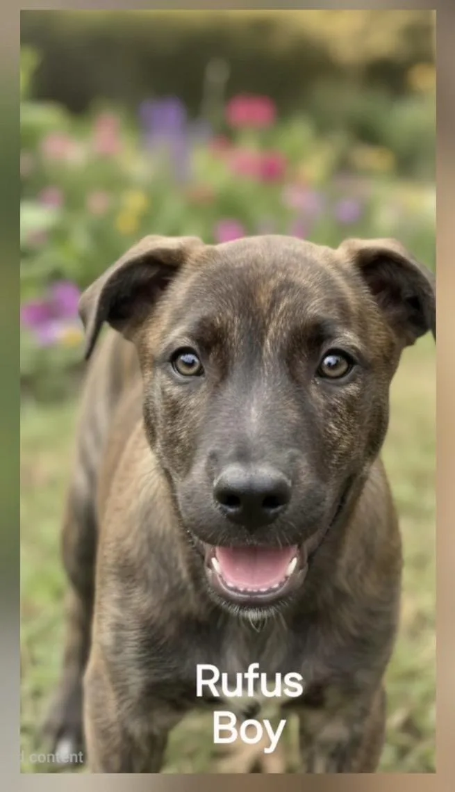 A baby medium-sized male German Shepherd Dog dog named Rufus for adoption in Manchester, CT
