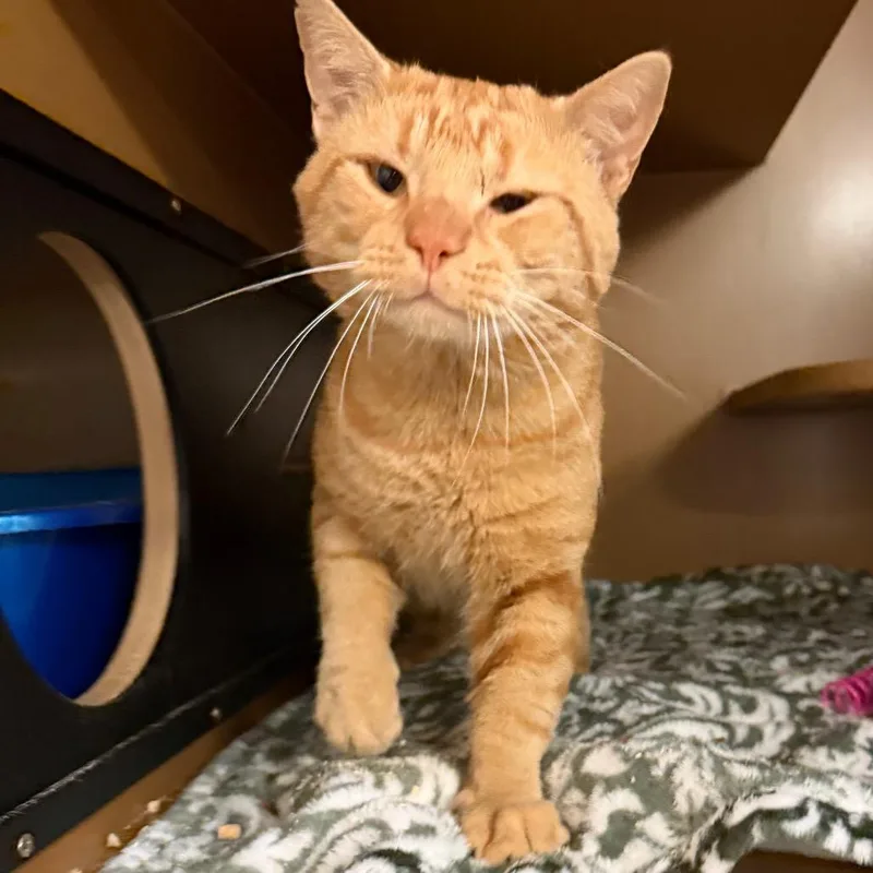 An adult large-sized male Orange / Red Domestic Short Hair cat named Marty for adoption in Middlebury, VT