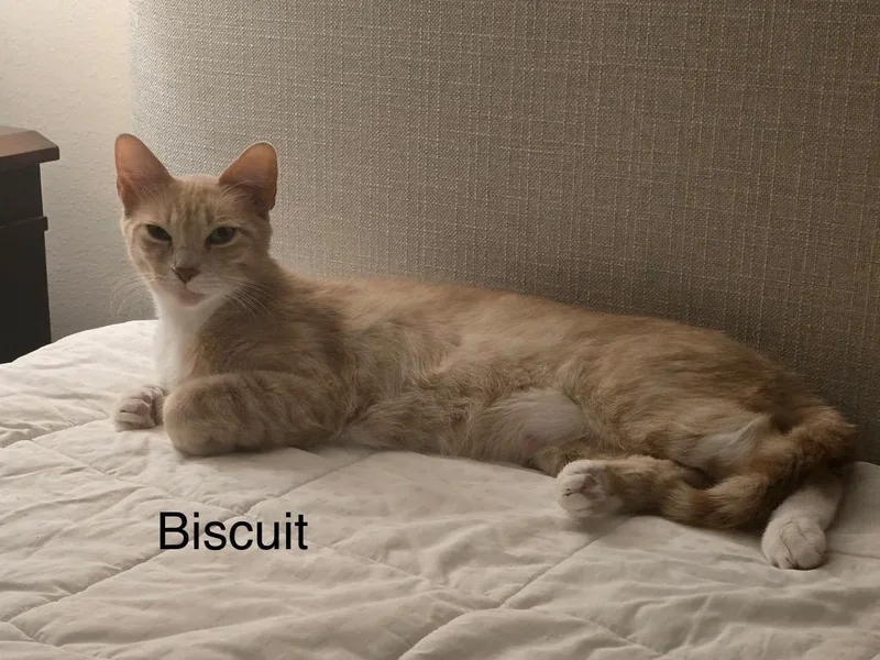 A young medium-sized female Domestic Short Hair cat named Biscuit for adoption in Spring, TX