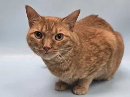 An adult small-sized female Domestic Short Hair cat named Nia for adoption in Coon Rapids, MN