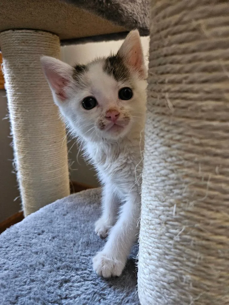 A baby small-sized female Domestic Short Hair cat named Tessa  Samuel for adoption in Minneapolis, MN