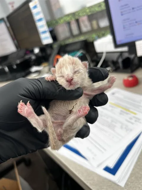 A baby medium-sized female Domestic Medium Hair cat named Bubbles for adoption in Dallas, TX