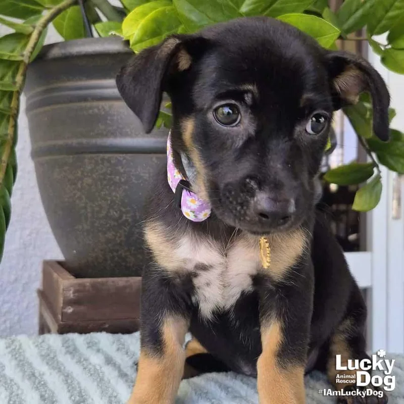 A baby medium-sized female Dachshund dog named Odele for adoption in Washington, DC