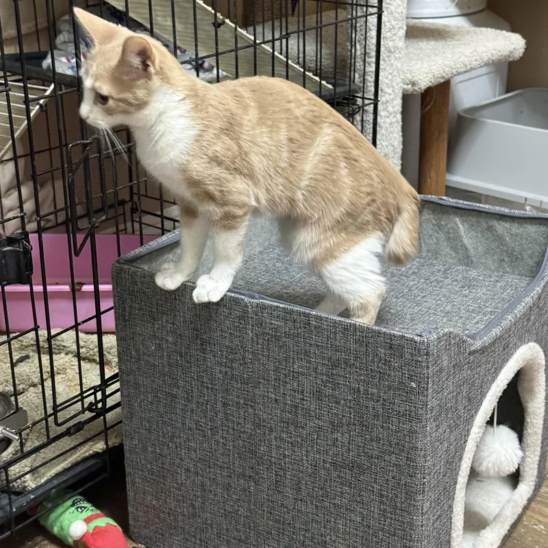 A baby medium-sized female Tabby (Buff / Tan / Fawn) Tabby cat named Amber for adoption in Oakley, CA