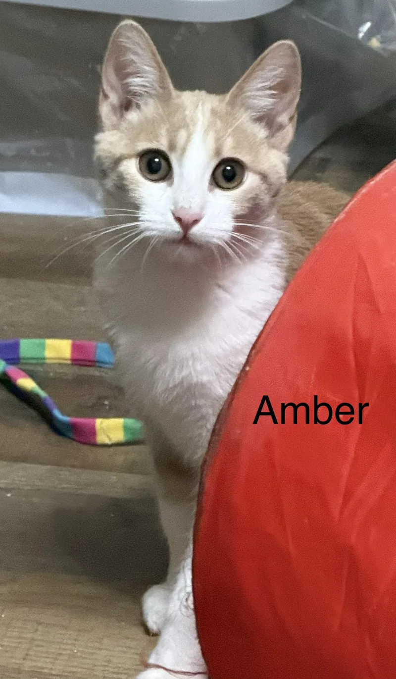 Amber thumbnail 5