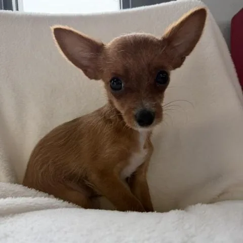 A baby small-sized male Brown / Chocolate Chorkie dog named Roberts for adoption in Tulsa, OK