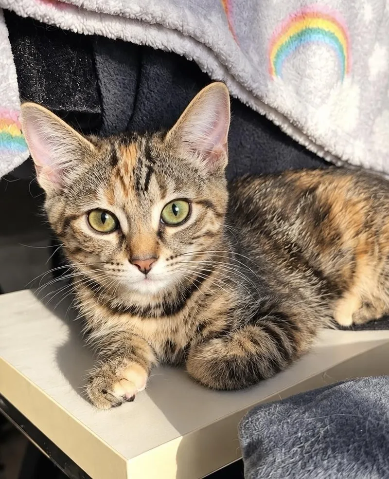 A baby small-sized female Domestic Short Hair cat named Peanut for adoption in Chicago, IL