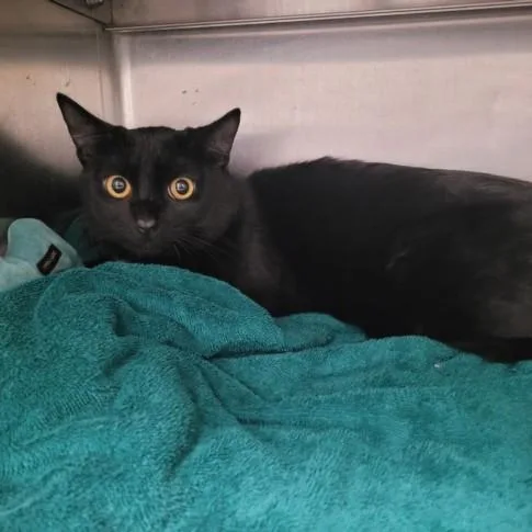A young large-sized male Domestic Short Hair cat named Licorice for adoption in Los Angeles, CA