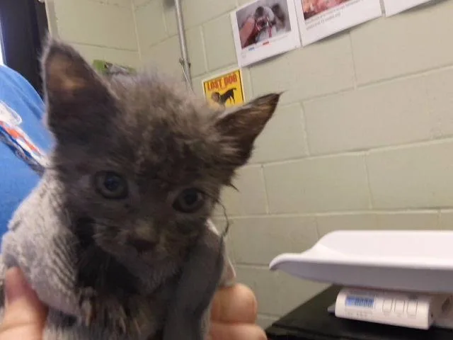 A baby small-sized female Domestic Short Hair cat named Kyra for adoption in Tulsa, OK