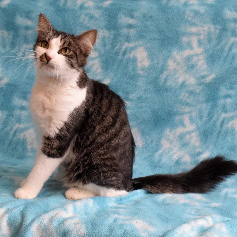 An adult medium-sized female Gray / Blue / Silver Domestic Short Hair cat named Zelda for adoption in Eureka, CA