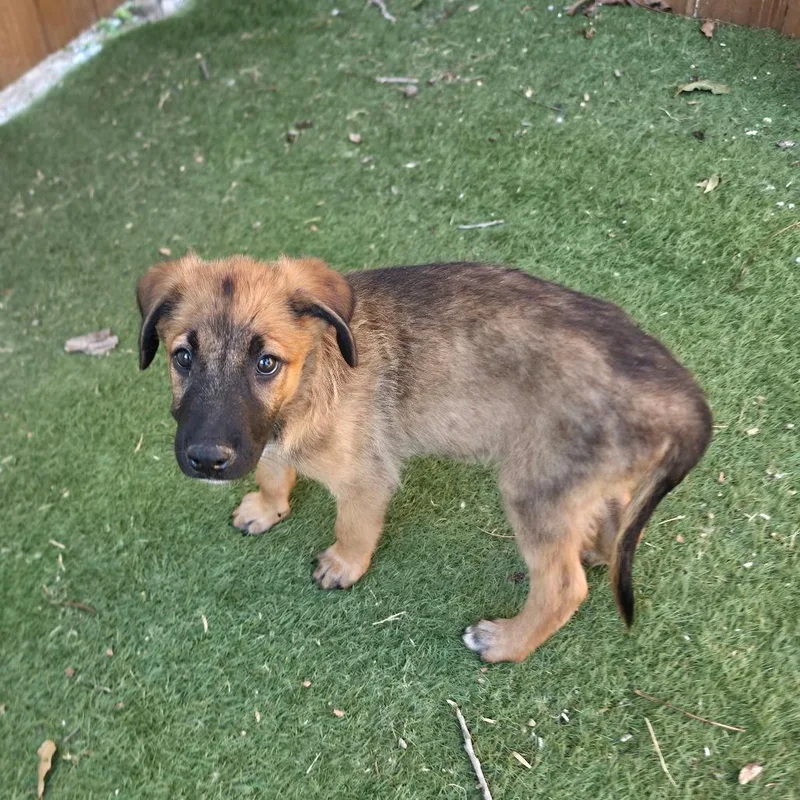 A baby medium-sized male Yellow / Tan / Blond / Fawn Belgian Shepherd / Malinois dog named Alexander aka Alex KL for adoption in Austin, TX
