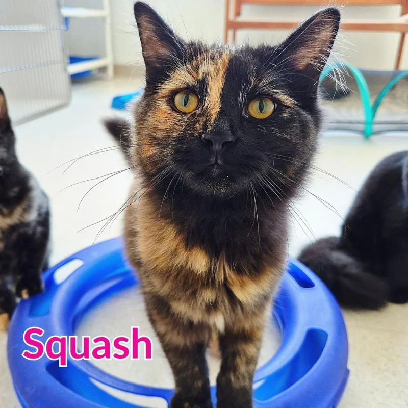 A baby medium-sized female Domestic Long Hair cat named Squash for adoption in North Saint Paul, MN