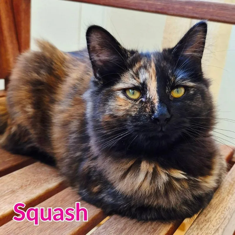 Squash thumbnail 2