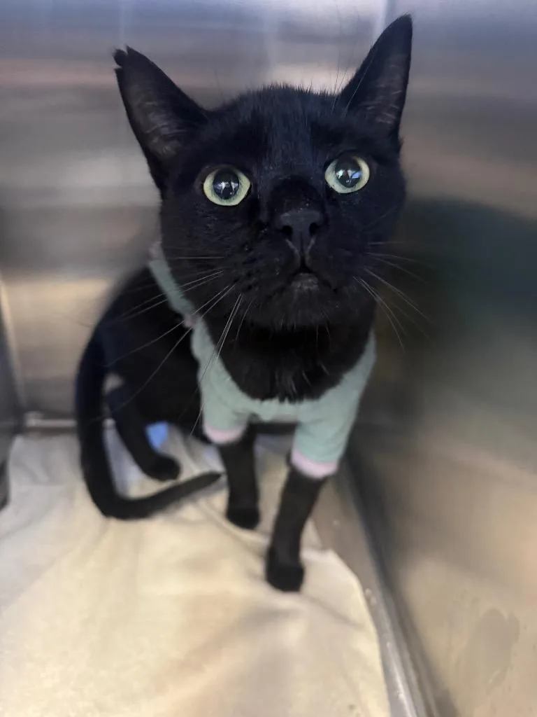 An adult medium-sized male Domestic Short Hair cat named Mr. Mowley for adoption in Heber City, UT