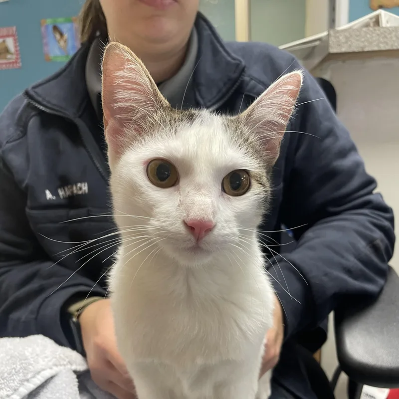 An adult medium-sized female Domestic Short Hair cat named Honey for adoption in Gladstone, MO