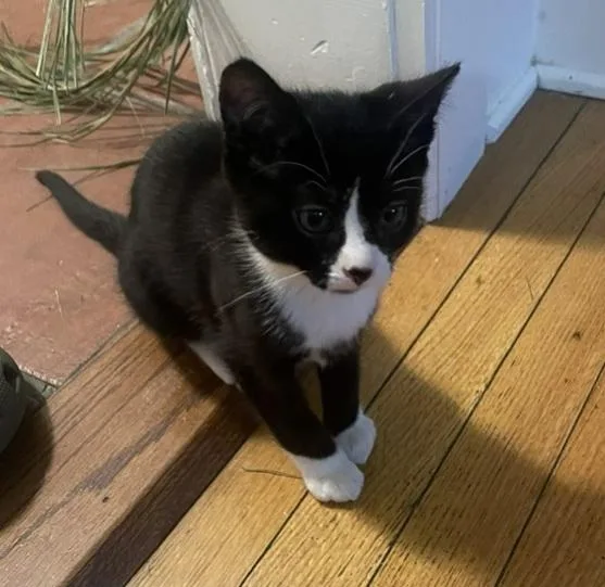 A baby medium-sized male Orange / Red Domestic Short Hair cat named Tiger And Taffy for adoption in Melrose, MA